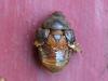 Oryctes nasicornis